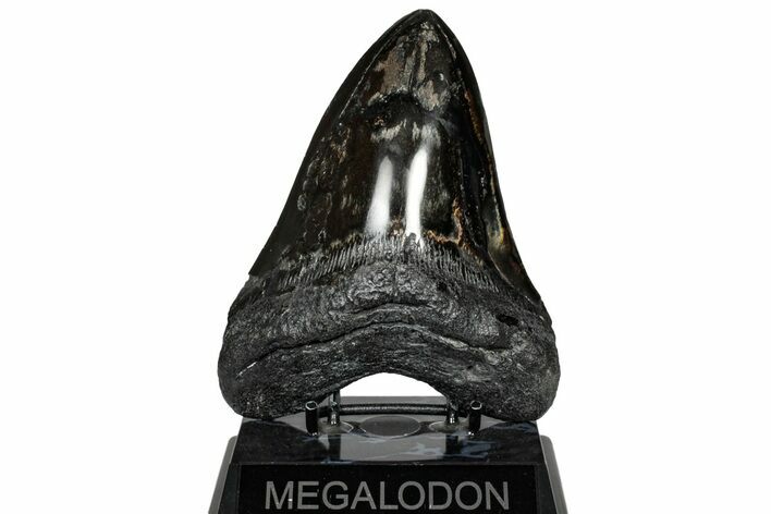 Huge, Fossil Megalodon Tooth - Polished Blade #307431